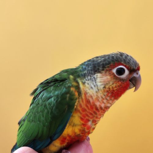 Conure de molina eam #2