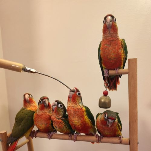 Conure de molina eam #0
