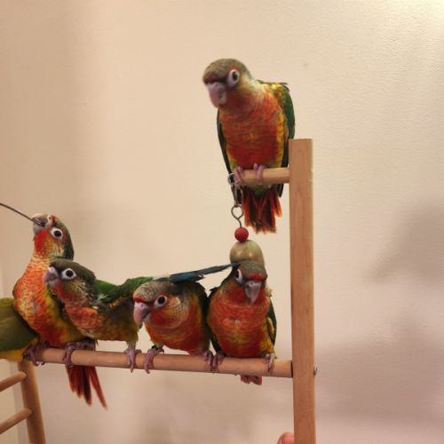 Conure de molina eam #4