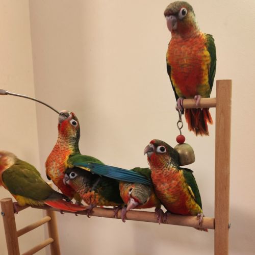 Conure de molina eam #5