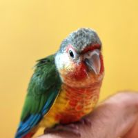 Conure de molina eam #1
