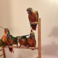 Conure de molina eam #4