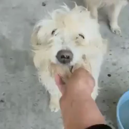 Lucky sauvé, à l'adoption