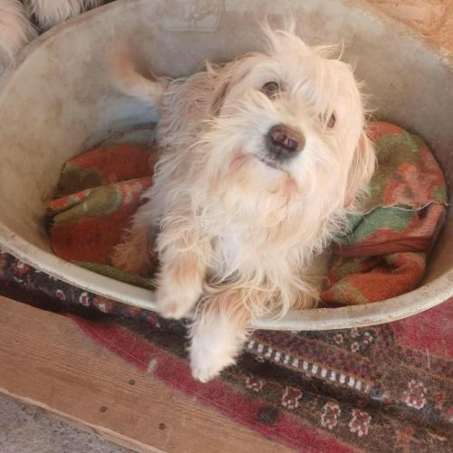 Lucky sauvé, à l'adoption #2