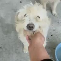 Lucky sauvé, à l'adoption