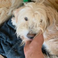 Lucky sauvé, à l'adoption #3