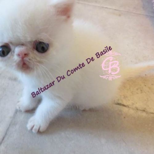 Type exotic shorthair blanc