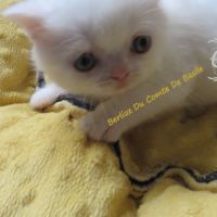 Type exotic shorthair blanc #2