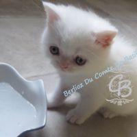 Type exotic shorthair blanc #3