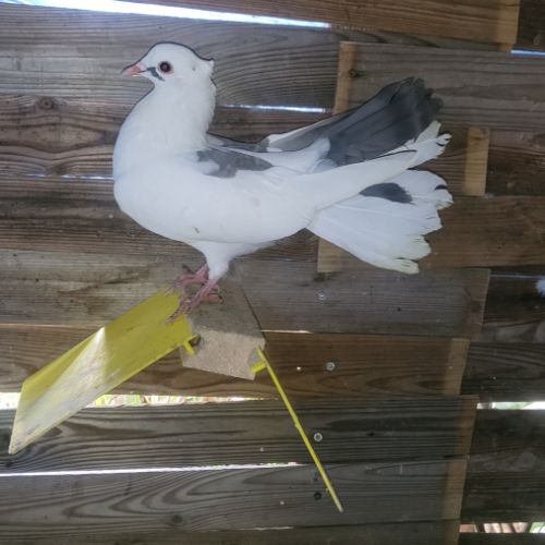 Pigeon paon #2