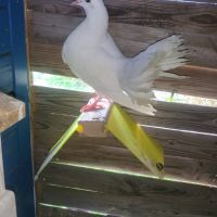 Pigeon paon #0