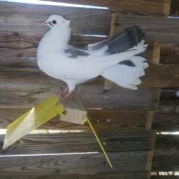 Pigeon paon #2