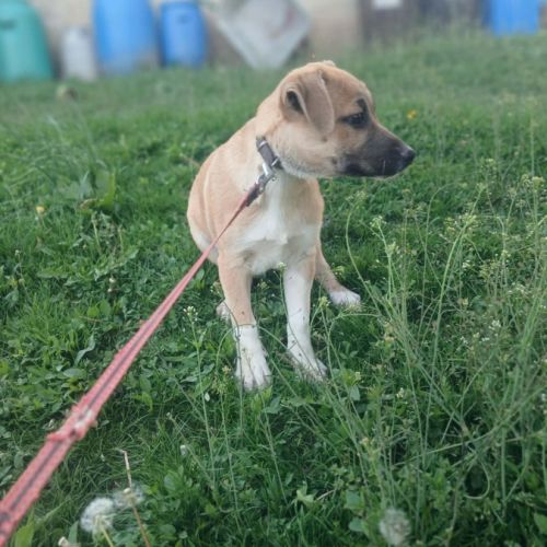 Eddi bébé sauvé, à l'adoption