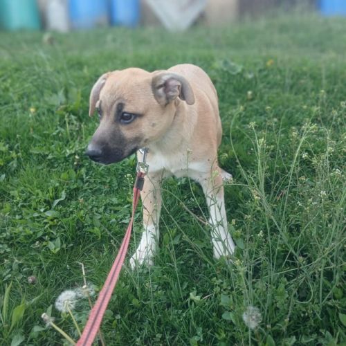 Eddi bébé sauvé, à l'adoption #9