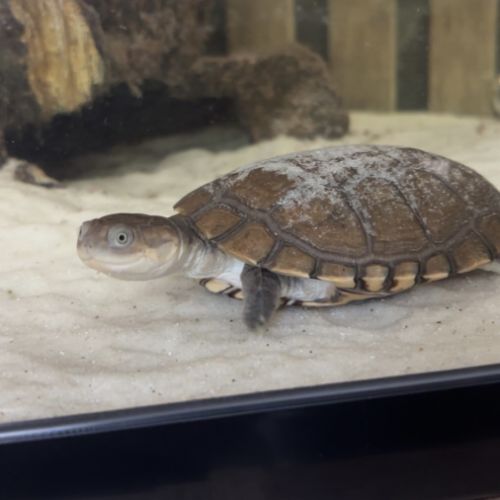 2 tortue d’eau #1