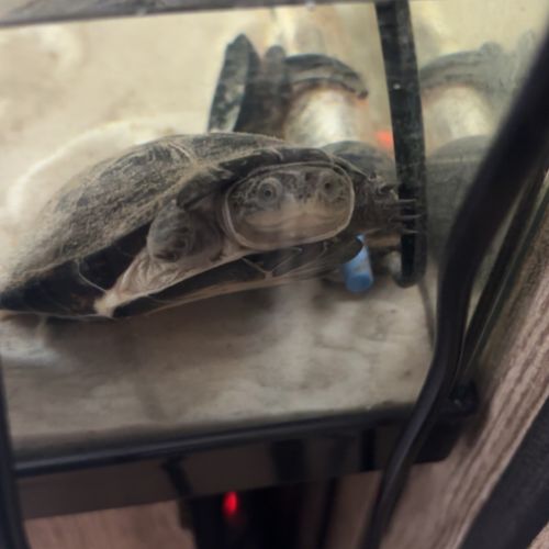 2 tortue d’eau #5