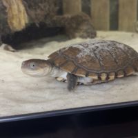 2 tortue d’eau #1
