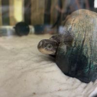 2 tortue d’eau #2