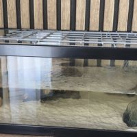 2 tortue d’eau #0