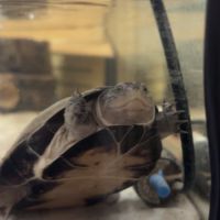 2 tortue d’eau #4