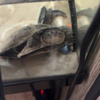 2 tortue d’eau #5