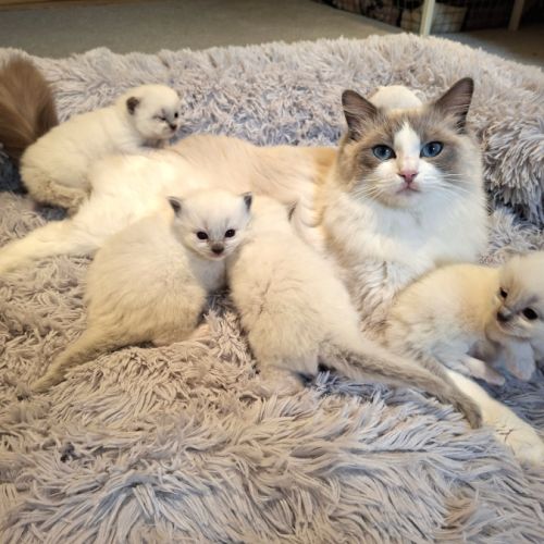 Chatons ragdoll loof grande lignée #2