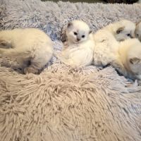 Chatons ragdoll loof grande lignée #1