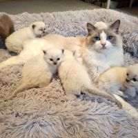 Chatons ragdoll loof grande lignée #2