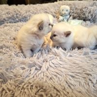 Chatons ragdoll loof grande lignée #0