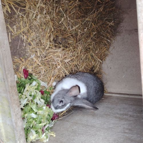 Lapin papillon #1