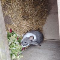 Lapin papillon #1