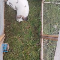 Lapin papillon #2