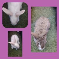 Lapin papillon #3
