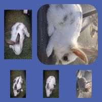 Lapin papillon #0
