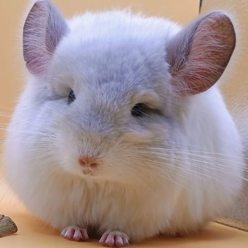 Bébé chinchilla angora  blanc