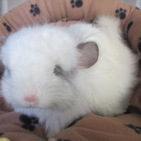 Bébé chinchilla angora  blanc #3