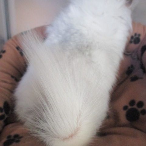 Bébé chinchilla angora  blanc #4