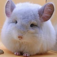 Bébé chinchilla angora  blanc #0