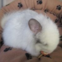 Bébé chinchilla angora  blanc #2