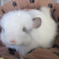 Bébé chinchilla angora  blanc #3