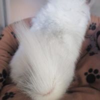 Bébé chinchilla angora  blanc #4