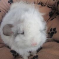 Bébé chinchilla angora  blanc #5
