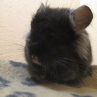 Bébé chinchilla angora  blanc ou noir #6
