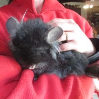 Bébé chinchilla angora  blanc ou noir #7
