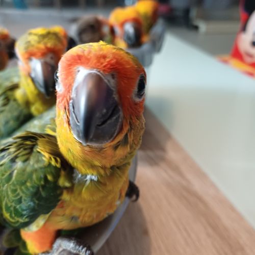 Conures soleils élevées à la main