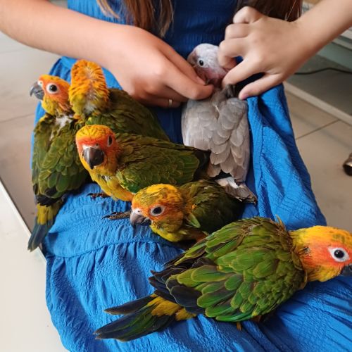 Conures soleils élevées à la main #3