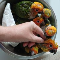 Conures soleils élevées à la main #1