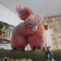 Cacatoès rosalbin élevé à la main #1