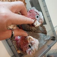 Cacatoès rosalbin élevé à la main #3