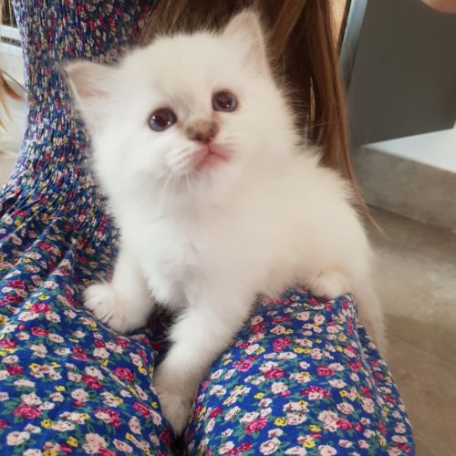 Chatons mâles, sacrés de birmanie à réserver #1